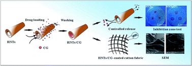 Graphical abstract: Long-term antibacterial protected cotton fabric coating by controlled release of chlorhexidine gluconate from halloysite nanotubes