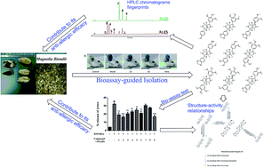 Graphical abstract: Bioassay-guided isolation of bisepoxylignans from the flower buds of Magnolia biondii Pamp and their antiallergic effects