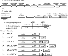 Graphical abstract: Biodegradation of the neonicotinoid insecticide acetamiprid in surface water by the bacterium Variovorax boronicumulans CGMCC 4969 and its enzymatic mechanism