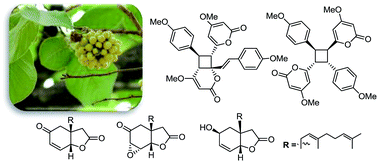 Graphical abstract: Bicyclic lactones and racemic mixtures of dimeric styrylpyrones from the leaves of Miliusa velutina