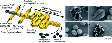 Graphical abstract: Assembly of carbon nanotubes into microparticles with tunable morphologies using droplets in a non-equilibrium state