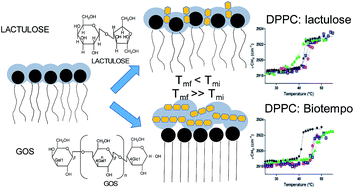 Graphical abstract: Interaction of galacto-oligosaccharides and lactulose with dipalmitoylphosphatidilcholine lipid membranes as determined by infrared spectroscopy