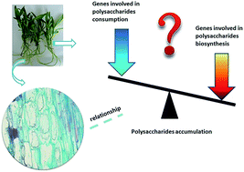 Graphical abstract: Molecular analysis of polysaccharide accumulation in Dendrobium nobile infected with the mycorrhizal fungus Mycena sp.
