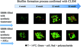 Graphical abstract: A strategy to speed up formation and strengthen activity of biofilms at low temperature