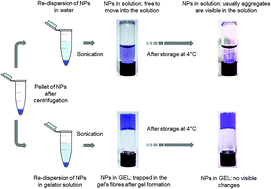 Graphical abstract: Stabilizing silica nanoparticles in hydrogels: impact on storage and polydispersity
