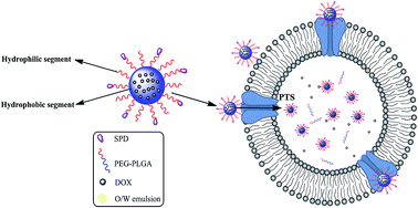 Graphical abstract: Surface spermidine functionalized PEGylated poly(lactide-co-glycolide) nanoparticles for tumor-targeted drug delivery