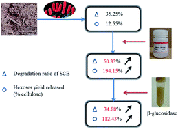 Graphical abstract: Enhanced saccharification of cellulose and sugarcane bagasse by Clostridium thermocellum cultures with Triton X-100 and β-glucosidase/Cellic®CTec2 supplementation