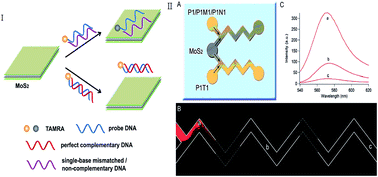 Graphical abstract: MoS2-DNA and MoS2 based sensors