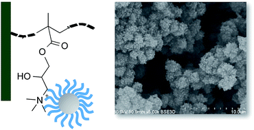 Graphical abstract: Polymer brush decorated nanoparticles immobilised on polymer monoliths for enhanced biopolymer elution
