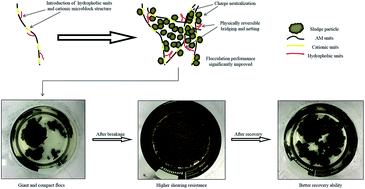 Graphical abstract: Waste activated sludge (WAS) dewatering properties of an original hydrophobically modified polyacrylamide containing a cationic microblock structure