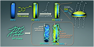Graphical abstract: Functionalization of halloysite nanotubes (HNTs) via mussel-inspired surface modification and silane grafting for HNTs/soy protein isolate nanocomposite film preparation