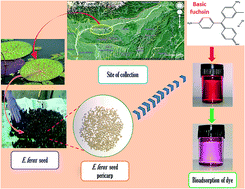 Graphical abstract: Utilization of Euryale ferox Salisbury seed shell for removal of basic fuchsin dye from water: equilibrium and kinetics investigation