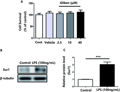 Graphical abstract: Glibenclamide–sulfonylurea receptor 1 antagonist alleviates LPS-induced BV2 cell activation through the p38/MAPK pathway