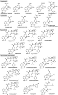 Graphical abstract: Recent progress in ergot alkaloid research