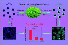 Graphical abstract: Blue and cyan fluorescent carbon dots: one-pot synthesis, selective cell imaging and their antiviral activity
