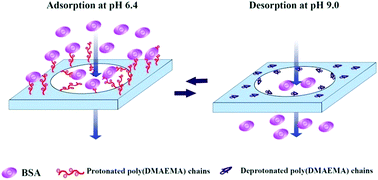 Graphical abstract: Protein adsorption and desorption behavior of a pH-responsive membrane based on ethylene vinyl alcohol copolymer