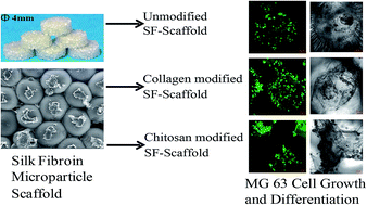 Graphical abstract: In vitro study of novel microparticle based silk fibroin scaffold with osteoblast-like cells for load-bearing osteo-regenerative applications