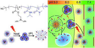 Graphical abstract: Dual temperature- and pH-responsive polymeric micelle for selective and efficient two-step doxorubicin delivery