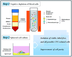 Graphical abstract: Isolation of label-free and viable circulating tumour cells (CTCs) from blood samples of cancer patients through a two-step process: negative selection-type immunomagnetic beads and spheroid cell culture-based cell isolation