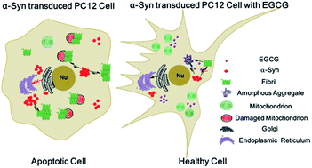 Graphical abstract: (−)-Epigallocatechin-3-gallate (EGCG) inhibits fibrillation, disaggregates amyloid fibrils of α-synuclein, and protects PC12 cells against α-synuclein-induced toxicity