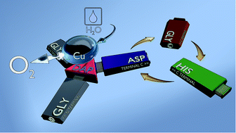 Graphical abstract: Armed by Asp? C-terminal carboxylate in a Dap-branched peptide and consequences in the binding of CuII and electrocatalytic water oxidation