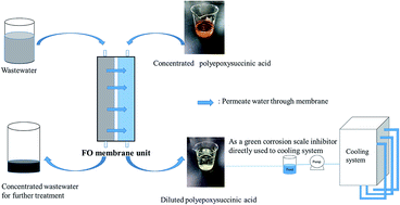 Graphical abstract: Exploration of polyepoxysuccinic acid as a novel draw solution in the forward osmosis process