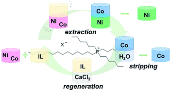 Graphical abstract: Cobalt(ii)/nickel(ii) separation from sulfate media by solvent extraction with an undiluted quaternary phosphonium ionic liquid