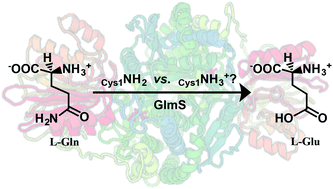 Graphical abstract: Computational insights into substrate binding and catalytic mechanism of the glutaminase domain of glucosamine-6-phosphate synthase (GlmS)
