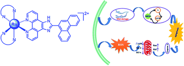 Graphical abstract: DNA-binding, molecular docking studies and biological activity studies of ruthenium(ii) polypyridyl complexes