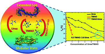 Graphical abstract: New endeavours involving the cooperative behaviour of TMAO and urea towards the globular state of poly(N-isopropylacrylamide)