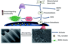 Graphical abstract: Improved osseointegrating functionality of cell sheets on anatase TiO2 nanoparticle surfaces