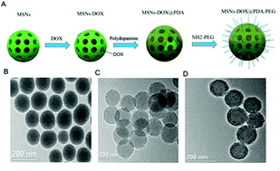 Graphical abstract: DOX-loaded pH-sensitive mesoporous silica nanoparticles coated with PDA and PEG induce pro-death autophagy in breast cancer