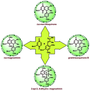 Graphical abstract: Synthetic studies en route to the first total synthesis of a naturally occurring quinone from Acorus gramineus, iso-merrilliaquinone, iso-magnoshinin and 2-epi-3,4-dihydro magnoshinin