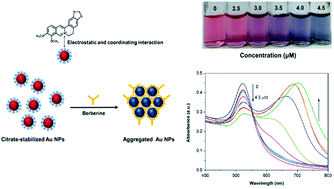 Graphical abstract: A simple, fast, and sensitive colorimetric assay for visual detection of berberine in human plasma by NaHSO4-optimized gold nanoparticles