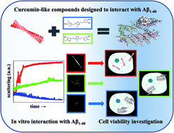 Graphical abstract: Curcumin-like compounds designed to modify amyloid beta peptide aggregation patterns