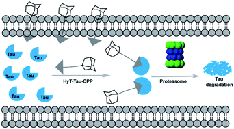 Graphical abstract: Hydrophobic tagging-mediated degradation of Alzheimer's disease related Tau