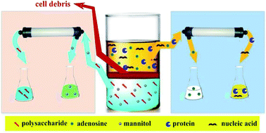 Graphical abstract: A novel and environmentally friendly bioprocess for separation and partial purification of polysaccharides from Cordyceps sinensis mycelia by an aqueous two-phase system