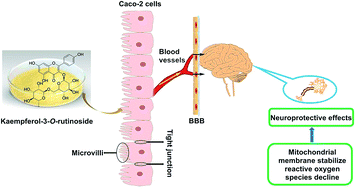 Graphical abstract: Intestinal absorption and neuroprotective effects of kaempferol-3-O-rutinoside