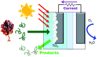 Graphical abstract: Photocatalytic alginate fuel cells for energy production and refining of macroalgae