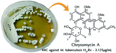 Graphical abstract: Anti-microbial activity of chrysomycin A produced by Streptomyces sp. against Mycobacterium tuberculosis