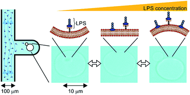 Graphical abstract: Controlled shaping of lipid vesicles in a microfluidic diffusion chamber