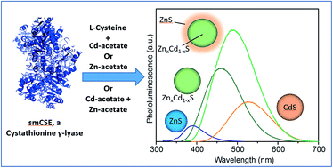 Graphical abstract: Single enzyme direct biomineralization of ZnS, ZnxCd1−xS and ZnxCd1−xS–ZnS quantum confined nanocrystals
