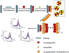 Graphical abstract: Fabrication of highly stable and sensitive electrochemical sensor from hemoglobin–Au nanocomposites and its analytical applications