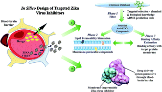 Graphical abstract: Brain grants permission of access to Zika virus but denies entry to drugs: a molecular modeling perspective to infiltrate the boundary