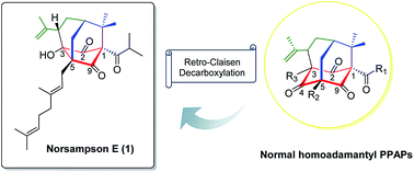 Graphical abstract: Norsampsone E, an unprecedented decarbonyl polycyclic polyprenylated acylphloroglucinol with a homoadamantyl core from Hypericum sampsonii