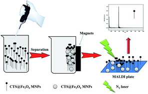 Graphical abstract: Magnetic nanoparticle modified chitosan for surface enhanced laser desorption/ionization mass spectrometry of surfactants