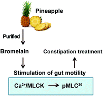 Graphical abstract: Fruit bromelain ameliorates rat constipation induced by loperamide