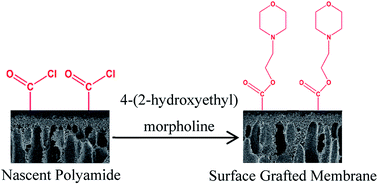 Graphical abstract: High-flux polyamide reverse osmosis membranes by surface grafting 4-(2-hydroxyethyl)morpholine