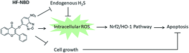 Graphical abstract: A hydrogen sulfide probe activates Nrf2, inhibits cancer cell growth and induces cell apoptosis