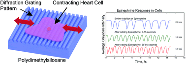Graphical abstract: Real-time visualization of cardiac cell beating behaviour on polymer diffraction gratings
